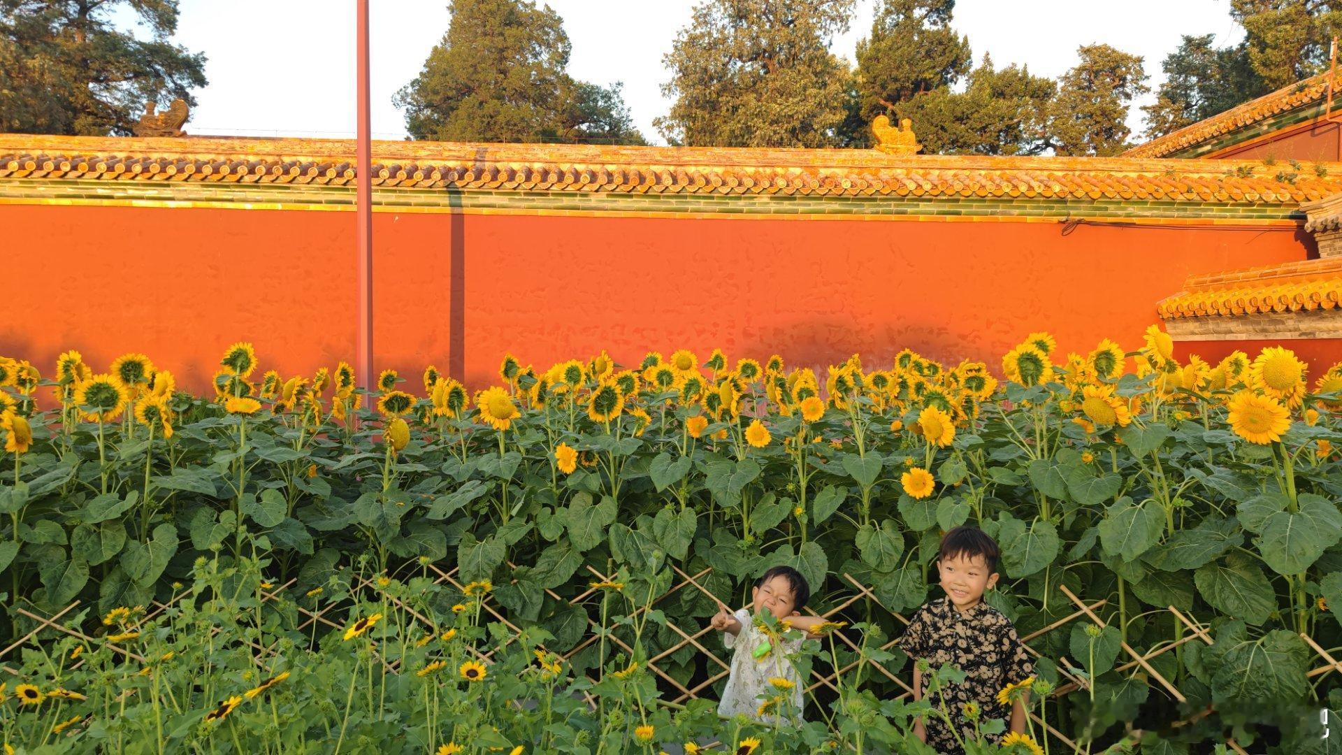 北京景山公园科普园的红墙向日葵进入最佳观赏期摄影​​​