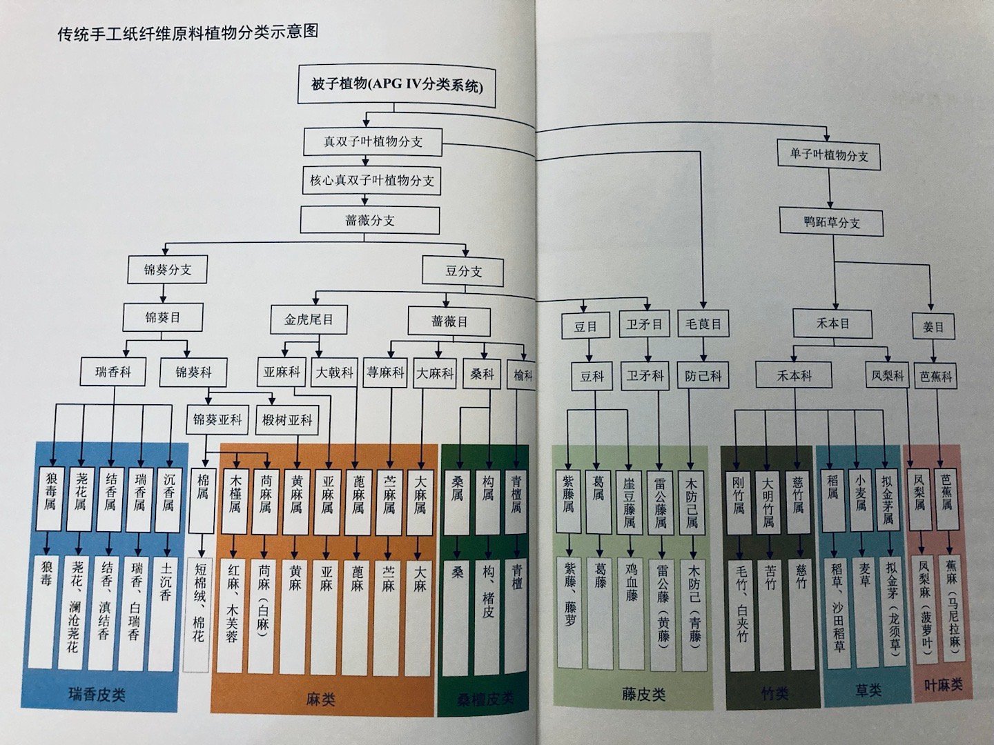 中国传统手工纸纤维原料分类（易晓辉《纸落云烟》） ​​​