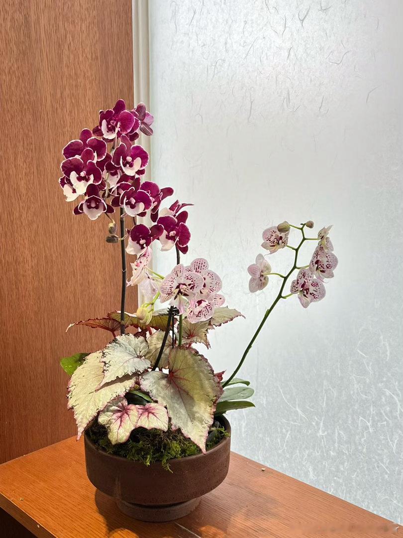 中秋节花礼✨lumos植物组盆系列 ​​​