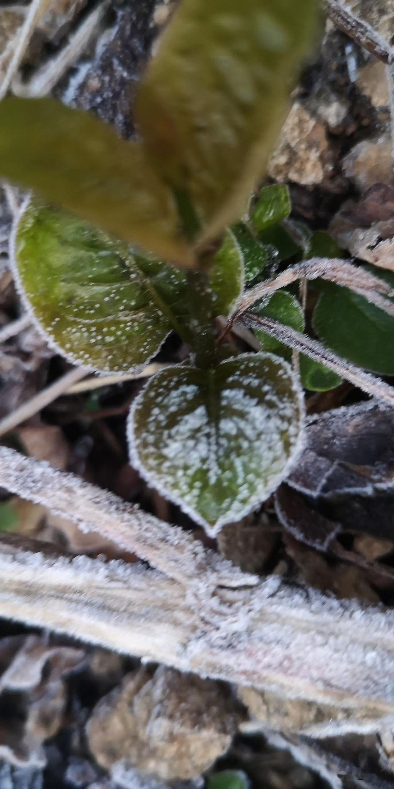 时近五一，安庆牛草山竟现冰霜
