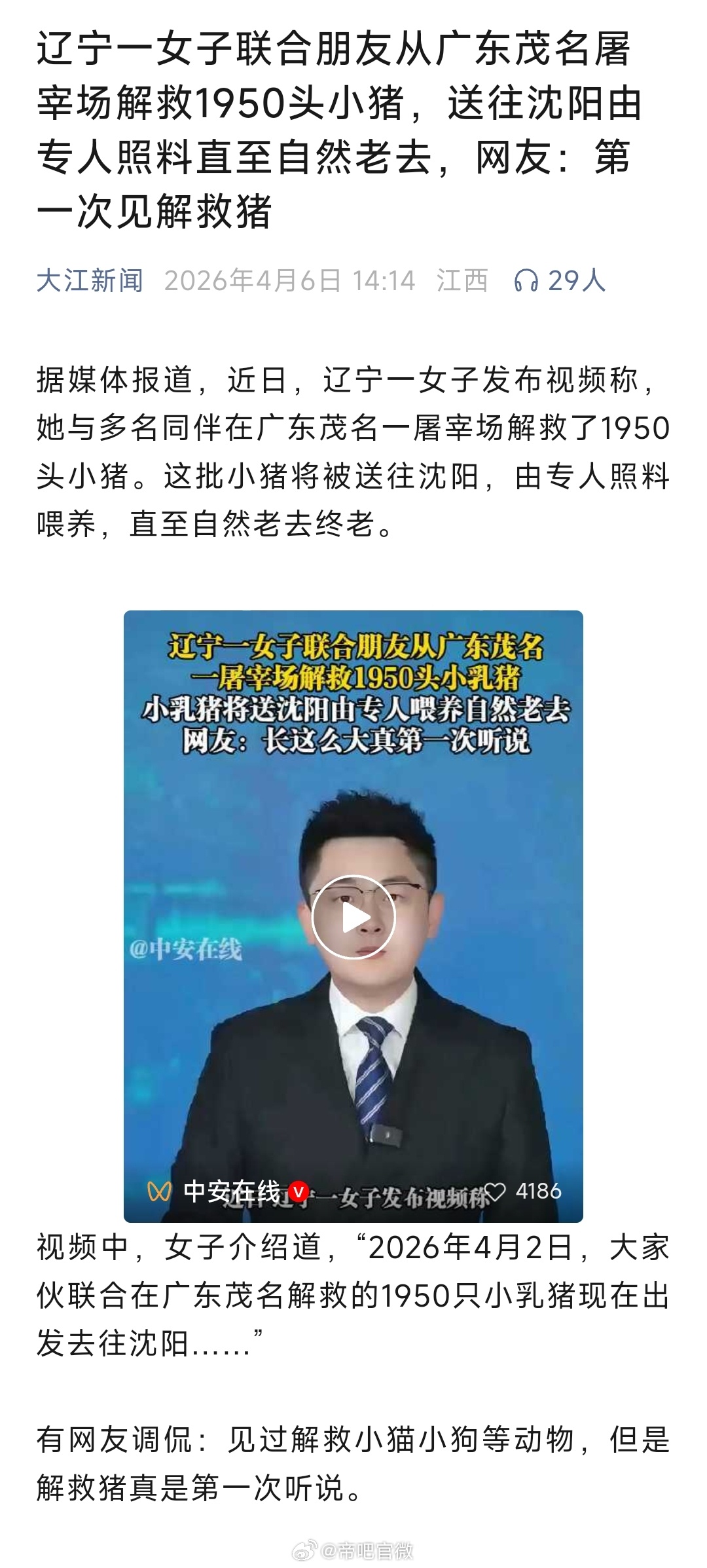 1950头小猪，历经3天运输抵达沈阳。最终1808头小猪存活（途中142头死亡）