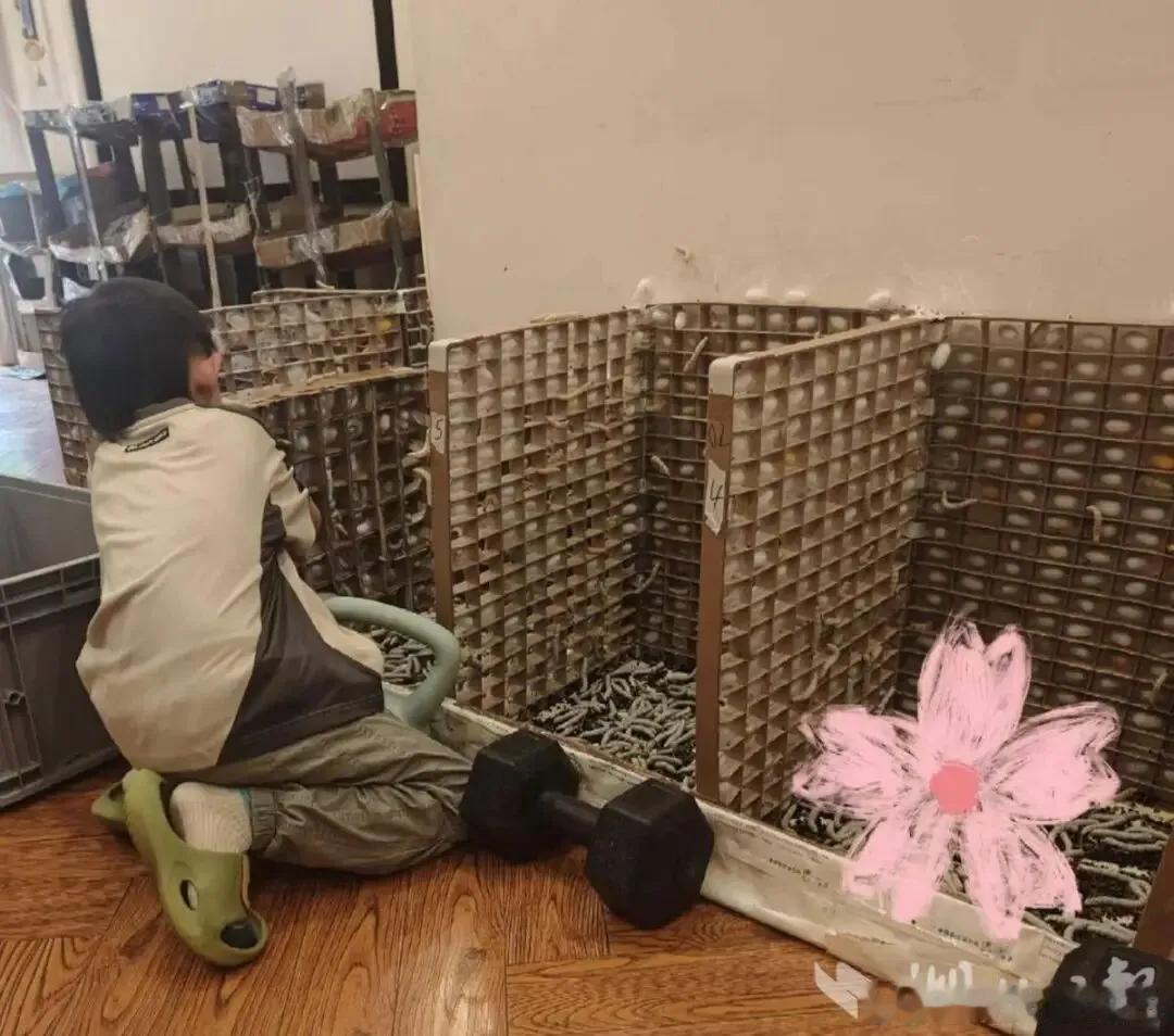 微博知名博主 儿子想做蚕丝被，妈妈网购1万粒蚕卵，全家耗时六十多天，手搓两床被子