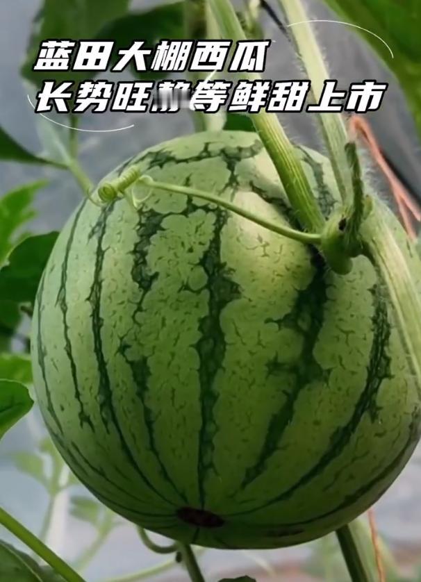【蓝田大棚西瓜即将甜蜜上市】近日，西安市蓝田县普化镇当院村设施蔬菜产业园瓜果大棚