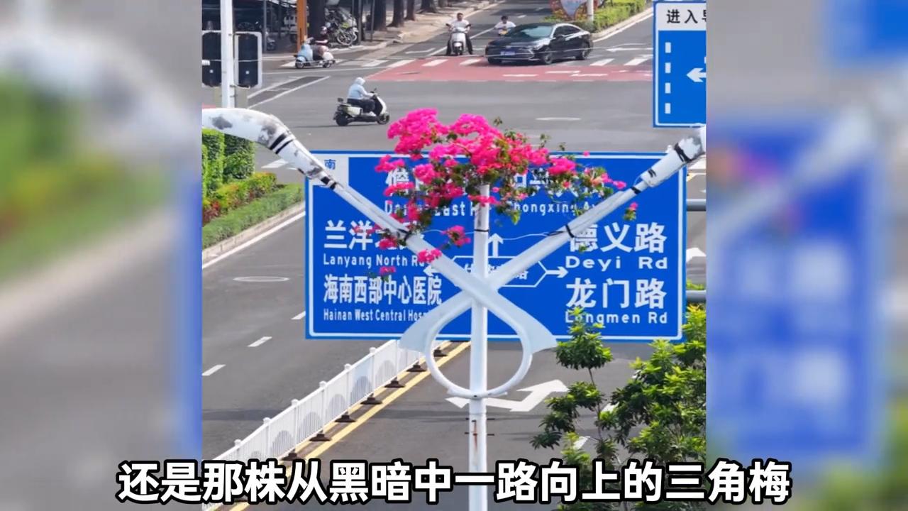海南儋州的一株三角梅直接把外国网友看傻眼