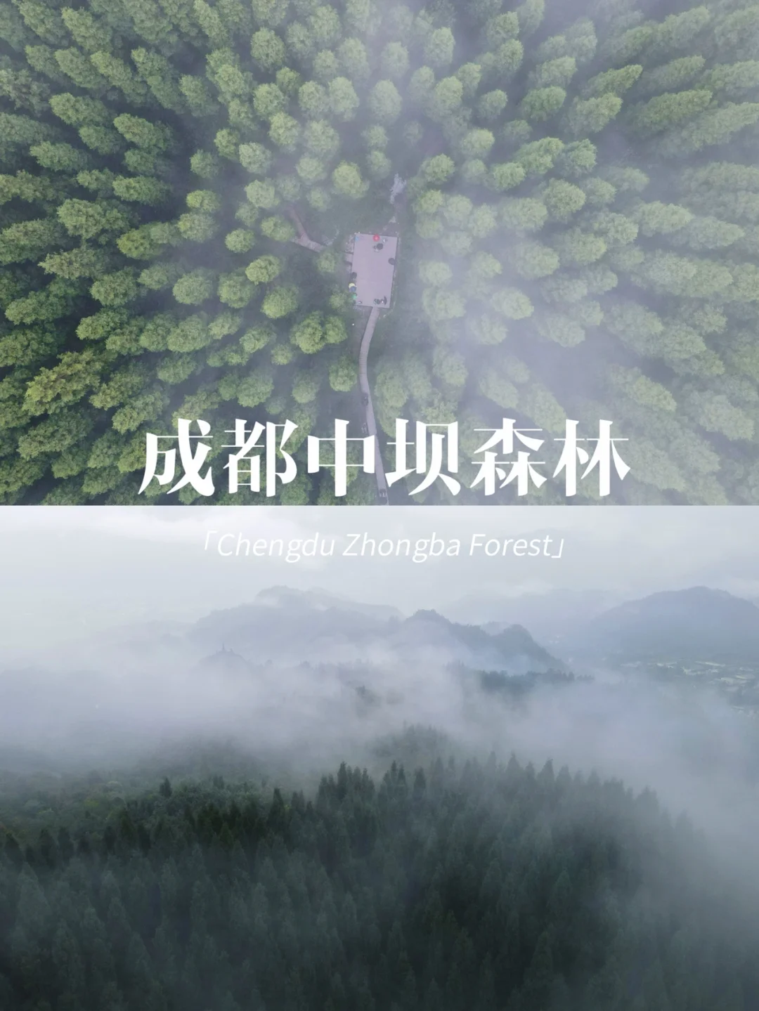 迷野仙踪🌲我被雨中的中坝森林惊喜到了👏