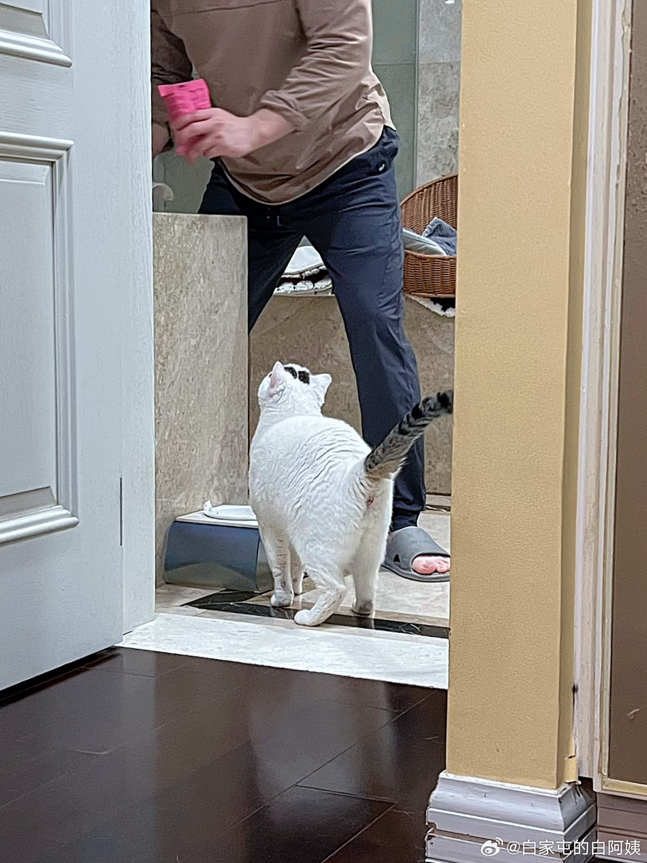 告状的小猪和手忙脚乱的gege[吃瓜] ​​​