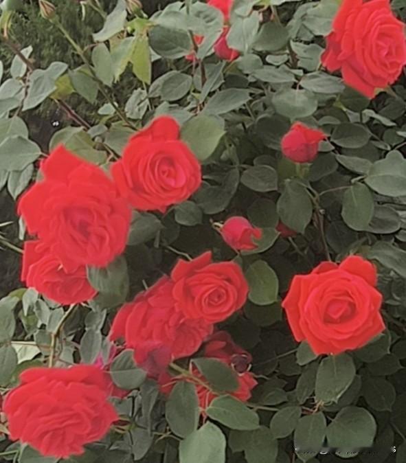 身体是本钱，平安是财富，开心就是护身符，健康才是摇钱树


最近，看到一些正值壮