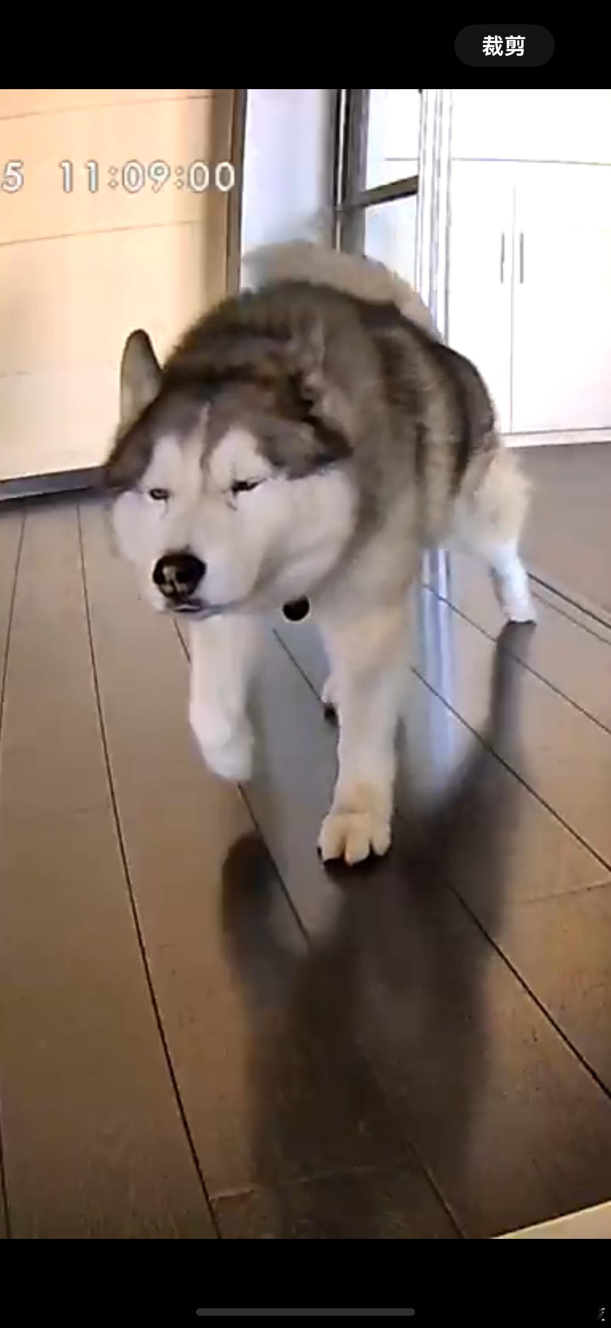 哈士奇  大家好啊，今天是鬼迷日眼·灰 