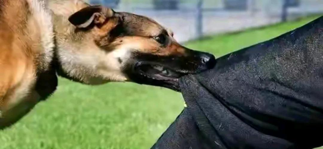 小区到处狗粪，恶犬狂吠甚者伤人，文明养犬只是空话，城市应该禁止养狗！
城市禁止养