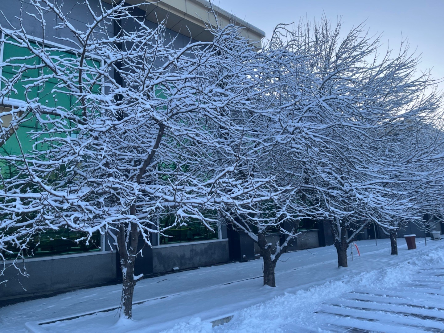 嘘国王在冬眠 风和雨都是自由的！内蒙古下雪了[haha][haha]​​​