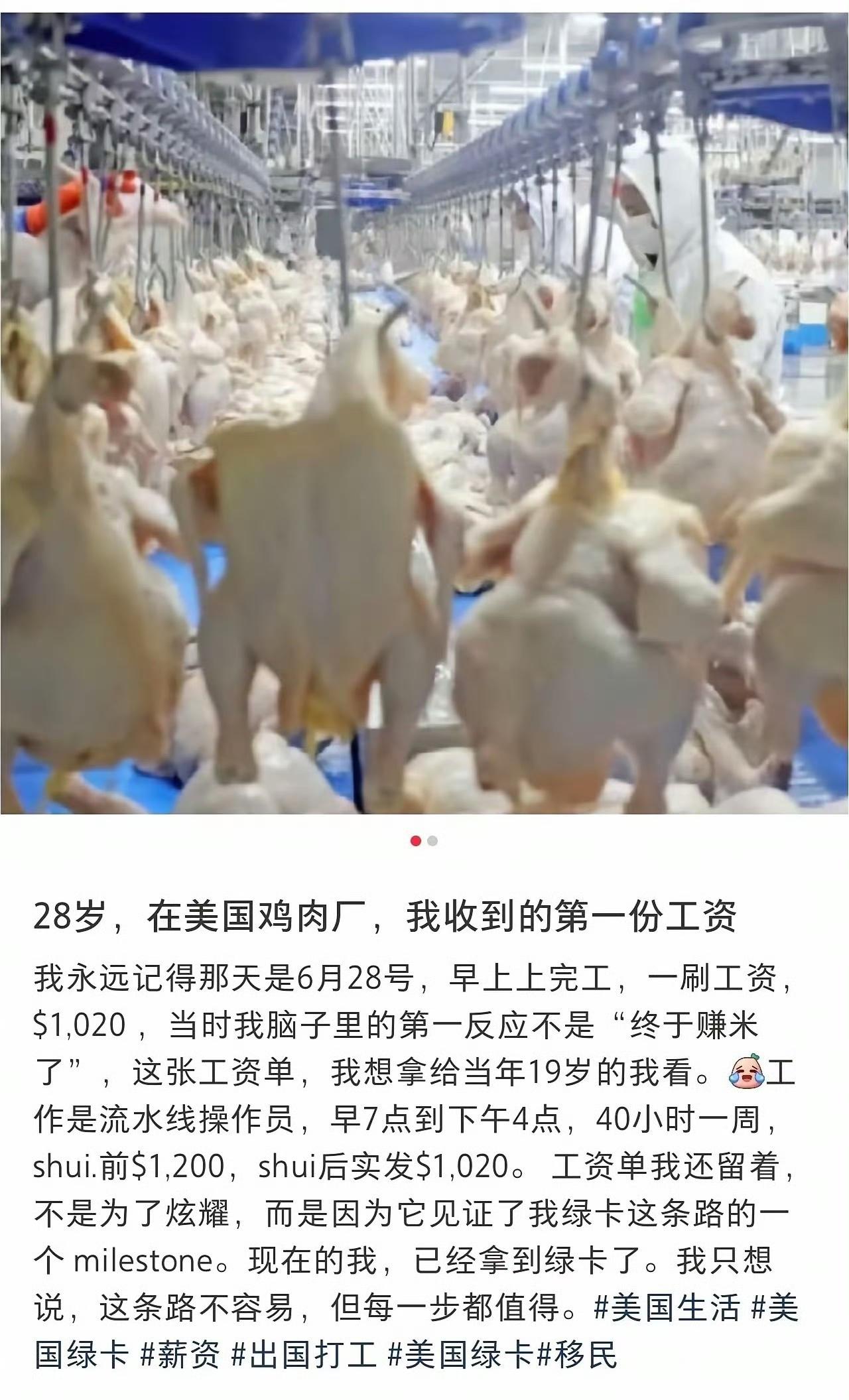 准备8年花了30万润到美国屠宰场杀火鸡，没有技术的他只能干着最累的流水线，每天穿