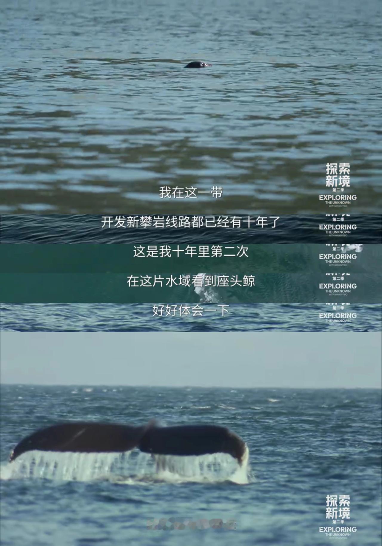 《探索新境2》第六集王一博第三次深水抱石登顶成功之后，海豹来啦，座头鲸也来啦，然