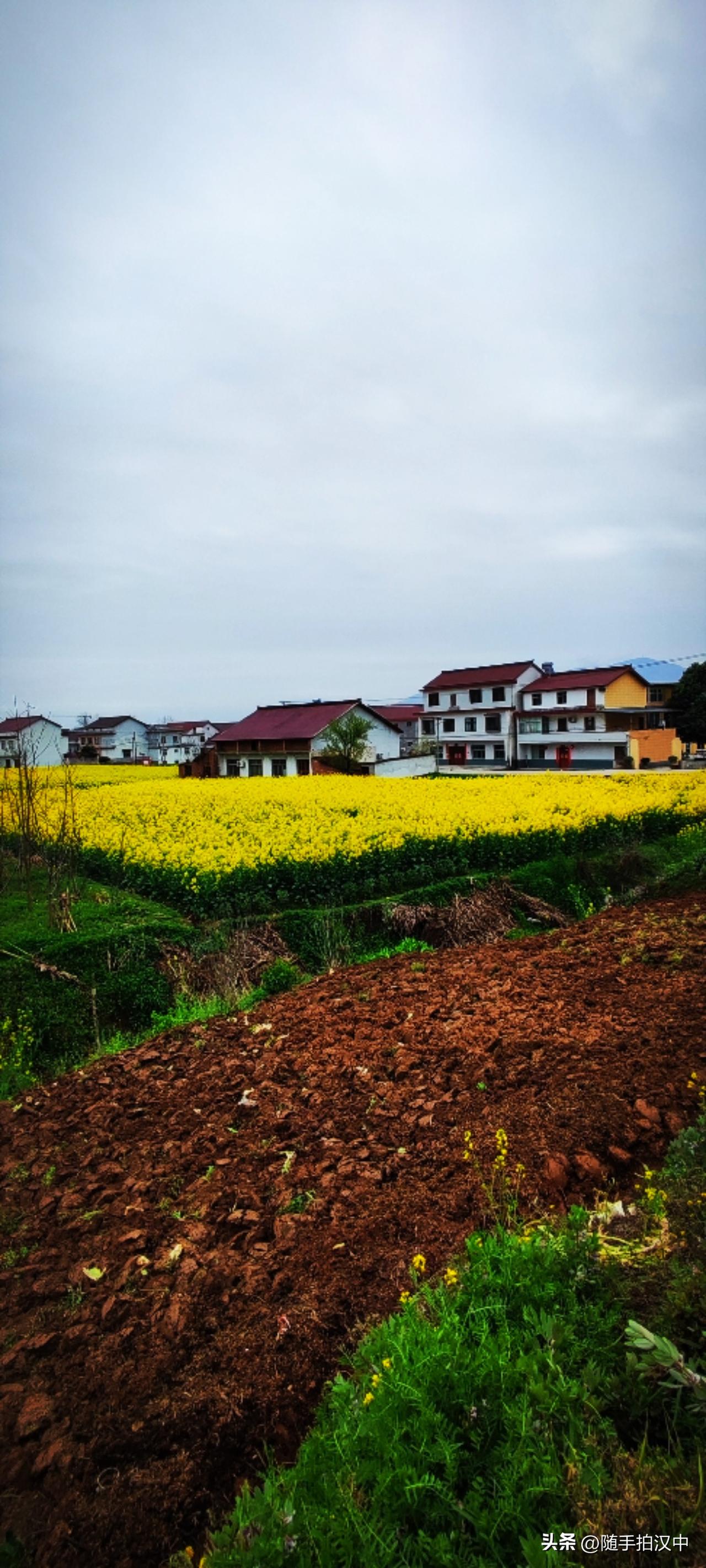 每年春天一来，总觉得要发生什么大事似的，蠢蠢欲动。嘿嘿，油菜花开就是乡村里的春日