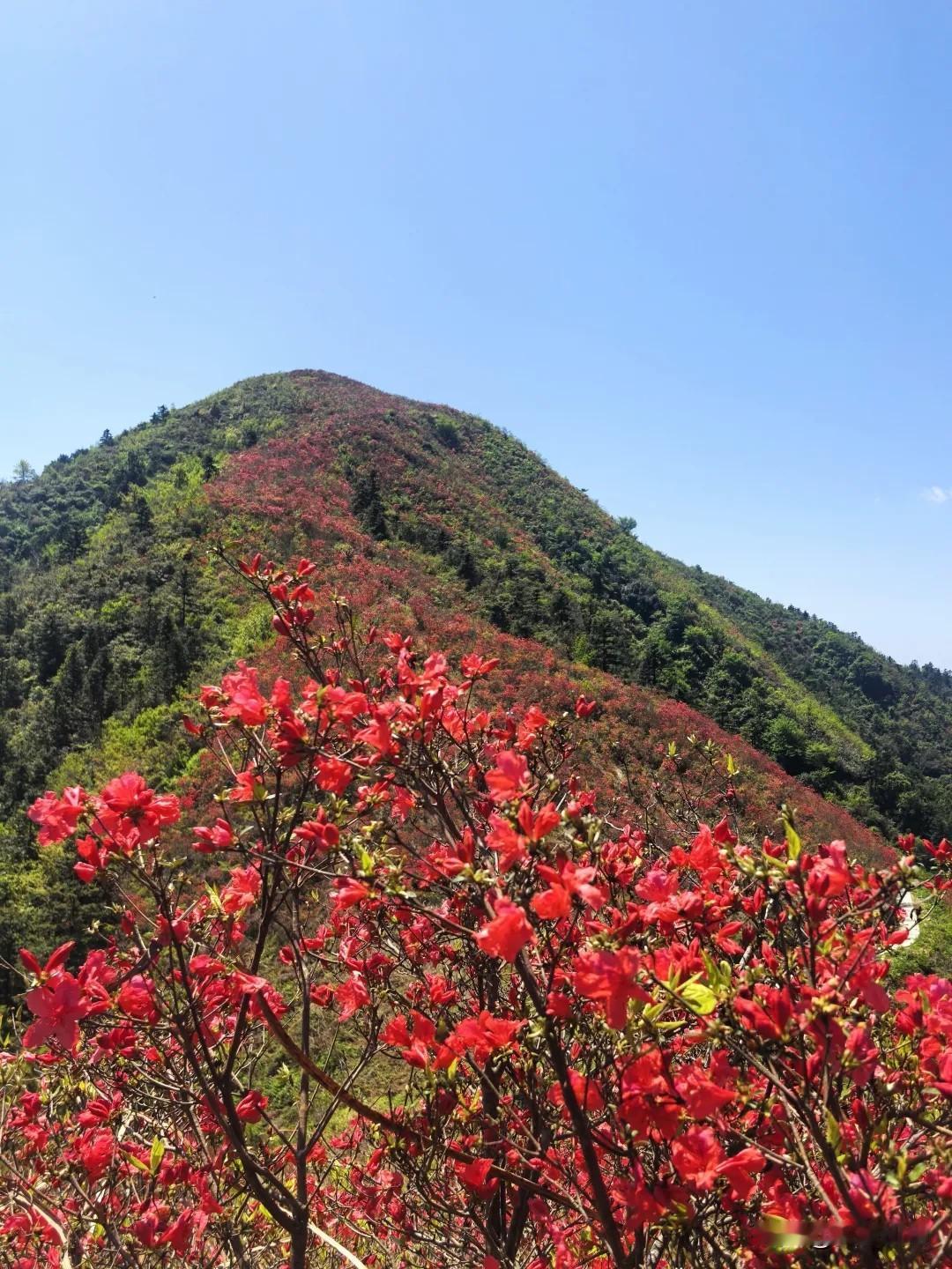 浓淡相宜看不够的红杜鹃，不是麻城龟峰山，也不是武汉云雾山，在浙江，五一正好
最美