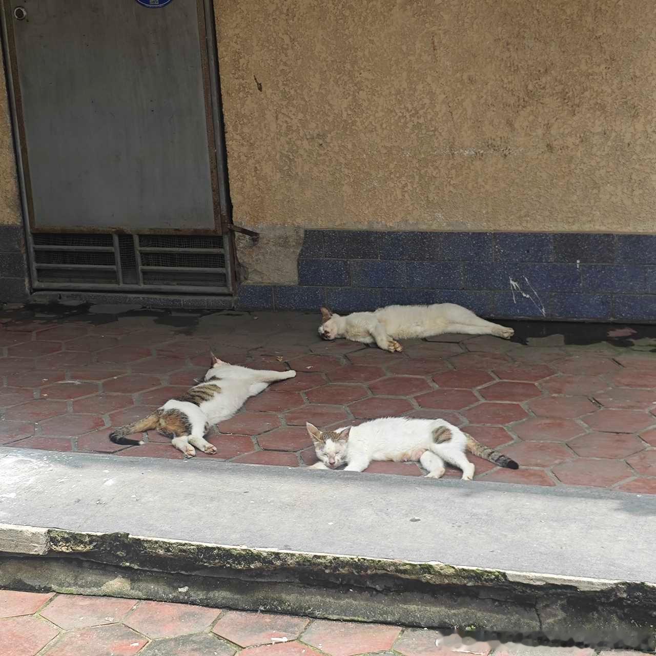 49141【丑猫】有没有觉得青青糯山不够味的 