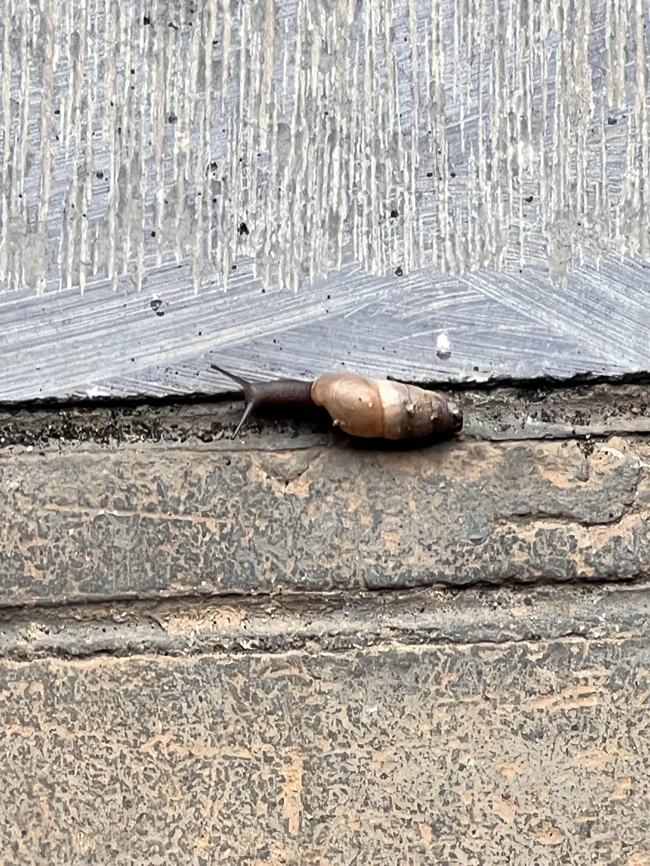 晒图笔记大赛遇见蜗牛🐌