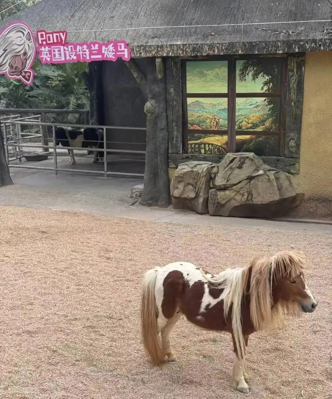 8000块一掌高的小马，凭啥让北上广打工人连夜排队？真相扎心了！

---
  