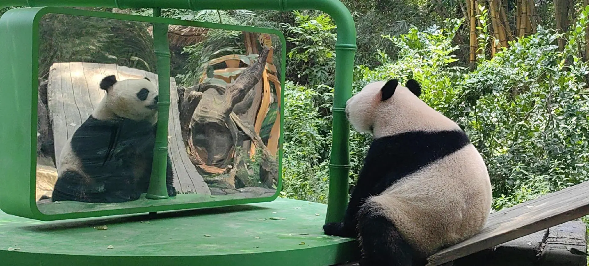 路过的都叫快看这只熊猫还会照镜子耶😄