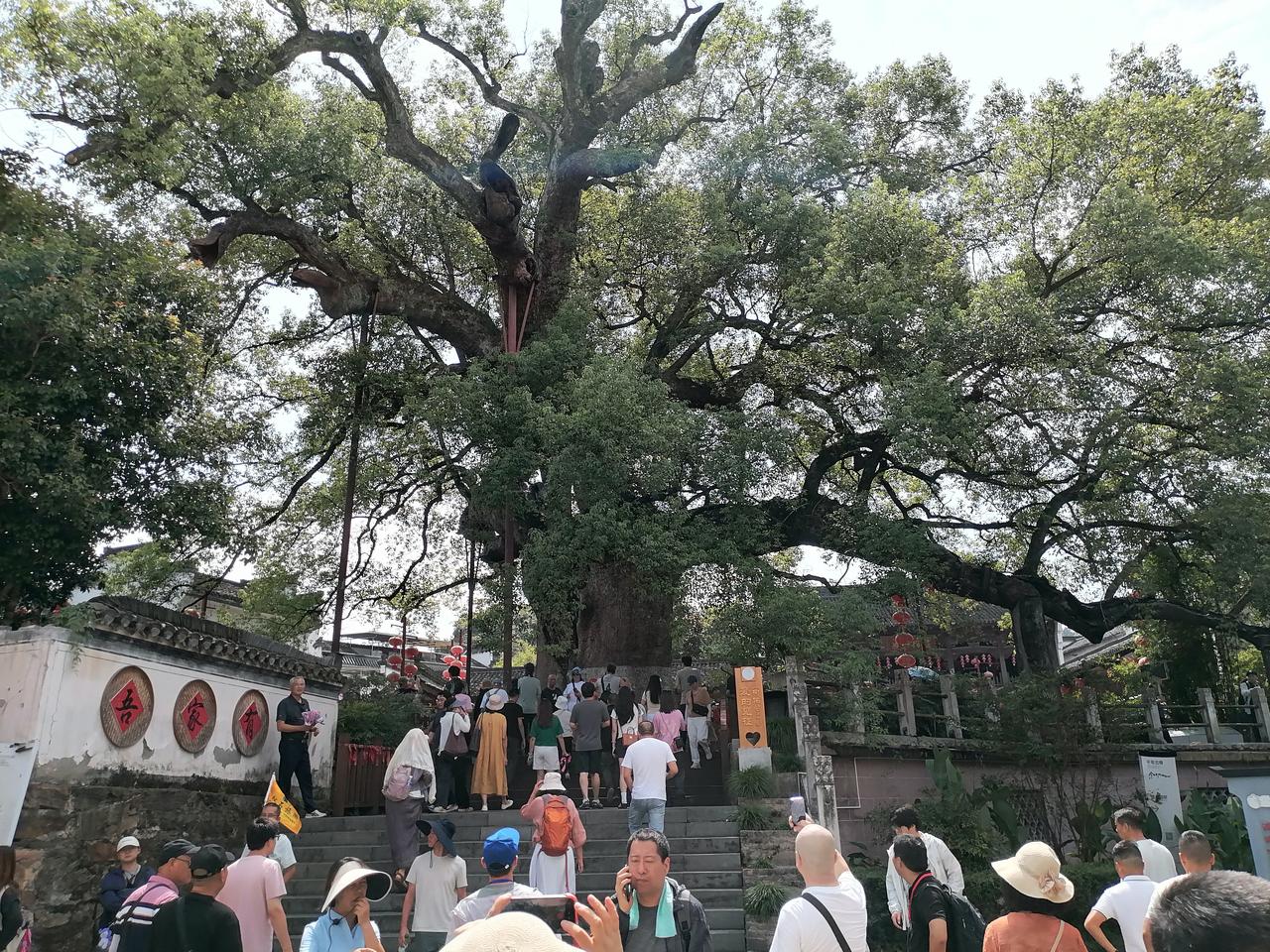 什么叫参天大树，看看宏村这棵距今1020年遮荫两亩的大树
