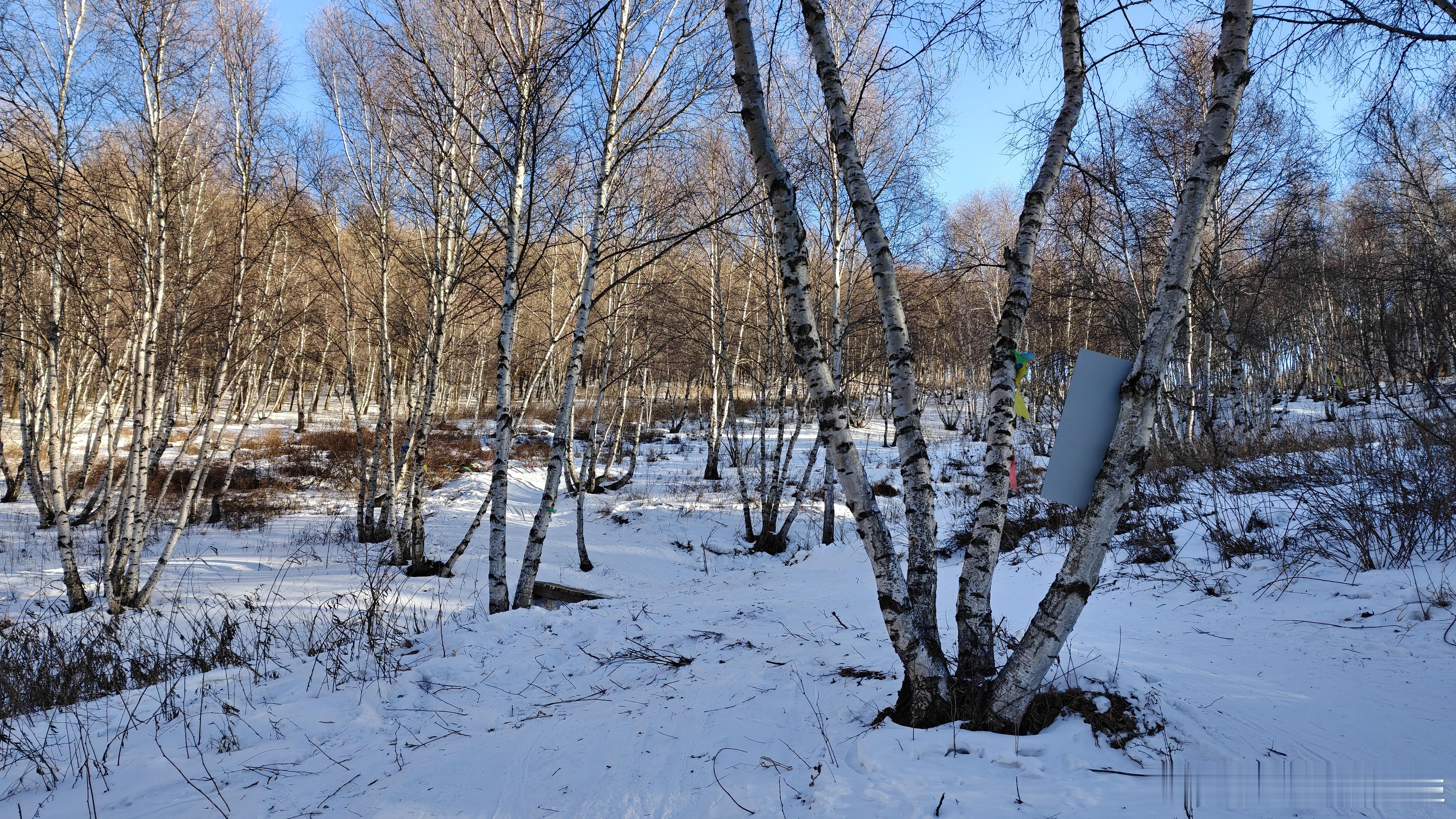 滑雪⛷️怎么能不进林子!今天这林子干到位了! 