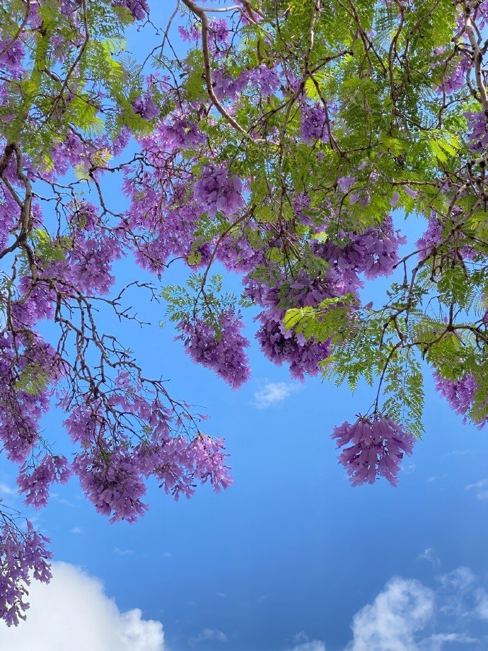 💜 紫色浪漫的蓝花楹树~ 