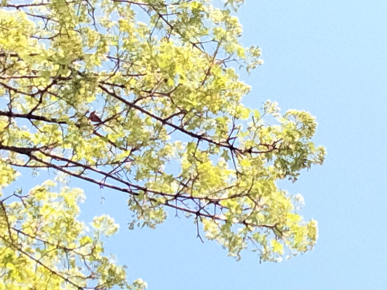 晒一晒随手一拍的花朵什么花？[what]