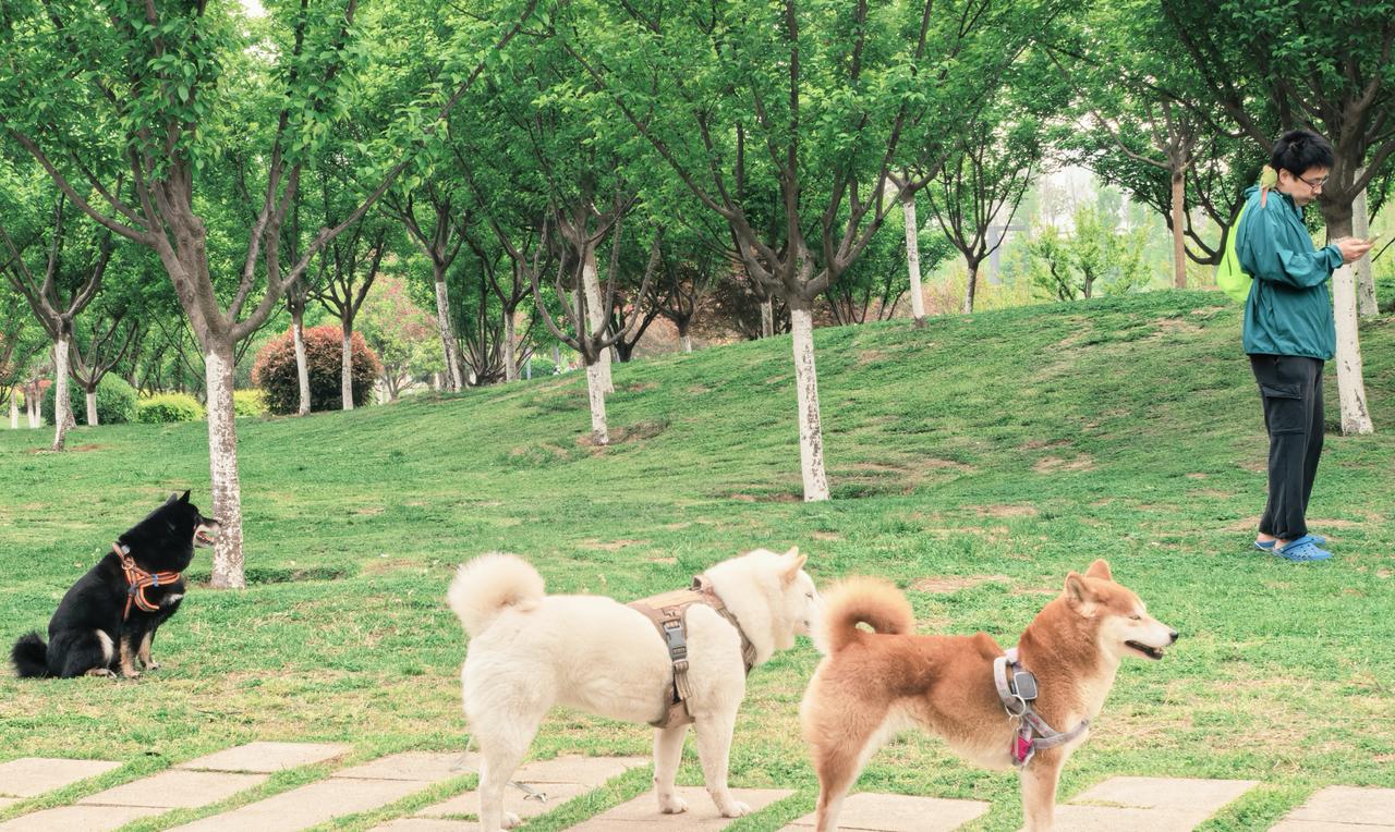 猜猜三只小柴柴在密谋什么？
1、去哪里打牙祭
2、找个小母狗
3、？
能否来个福