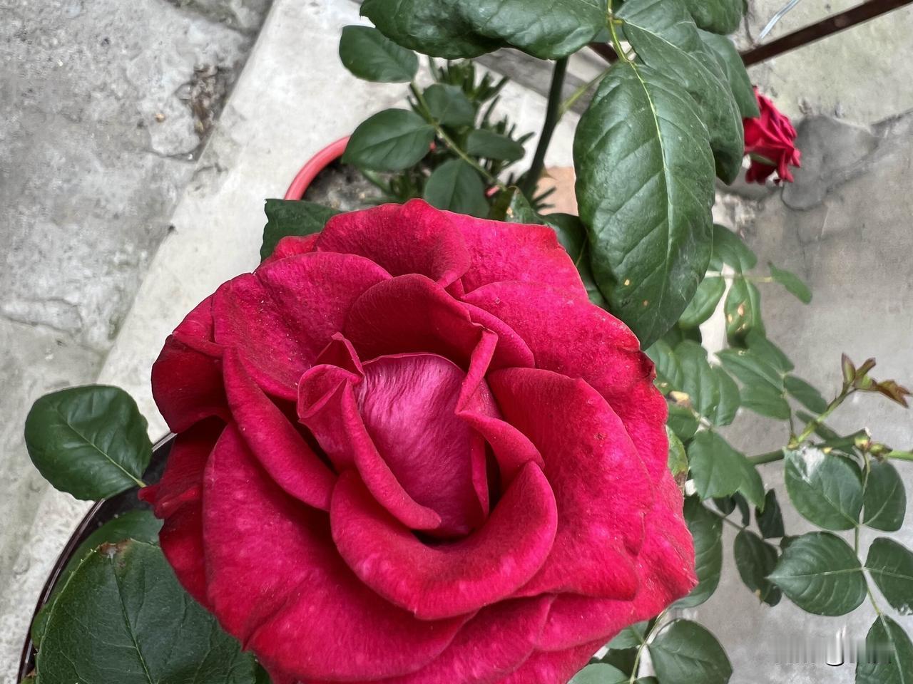 相册里的花花草草，记录着生活中的小确幸。就像初夏的成都，骑龙中水湿地公园的美人蕉