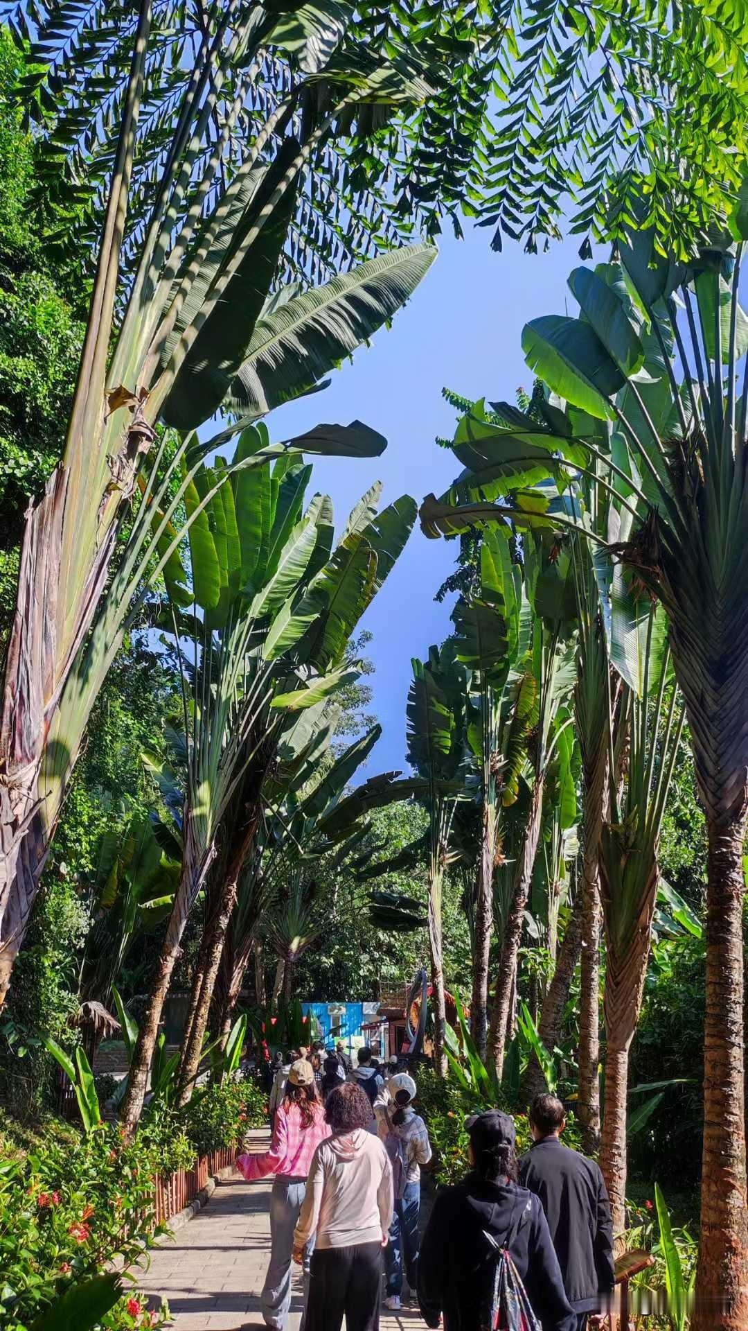西双版纳的冬日游人
①各种名目的热带园林，绝好的植物大学基地。②大象表演动作简单