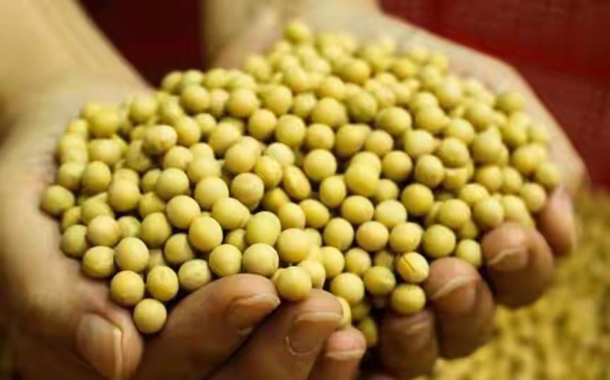 中方不买美豆，订购25船巴西大豆，美方不再反对：完全合情合理