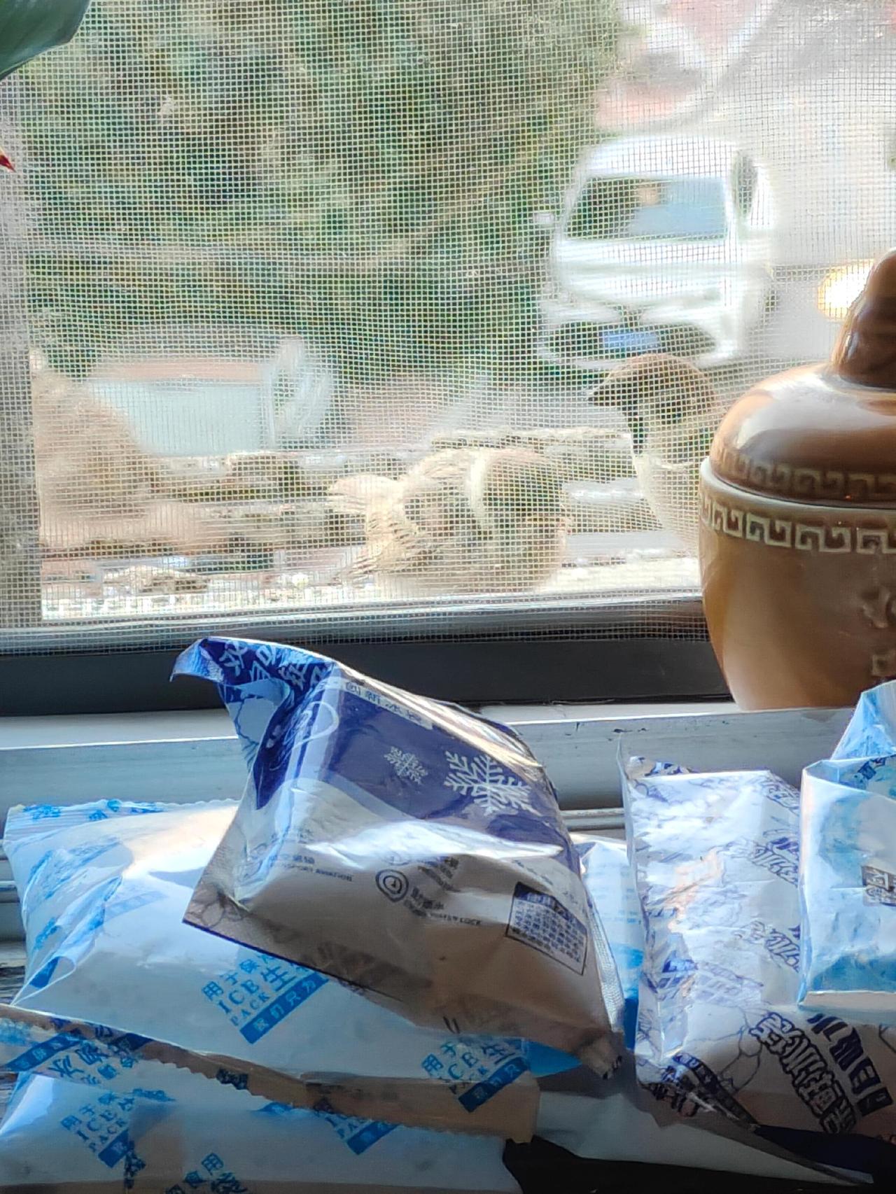 一家三口大早上就叽叽喳喳过来吃我给它们撒的粮食俩大鸟分别给小鸟投喂，叼点米粒就喂