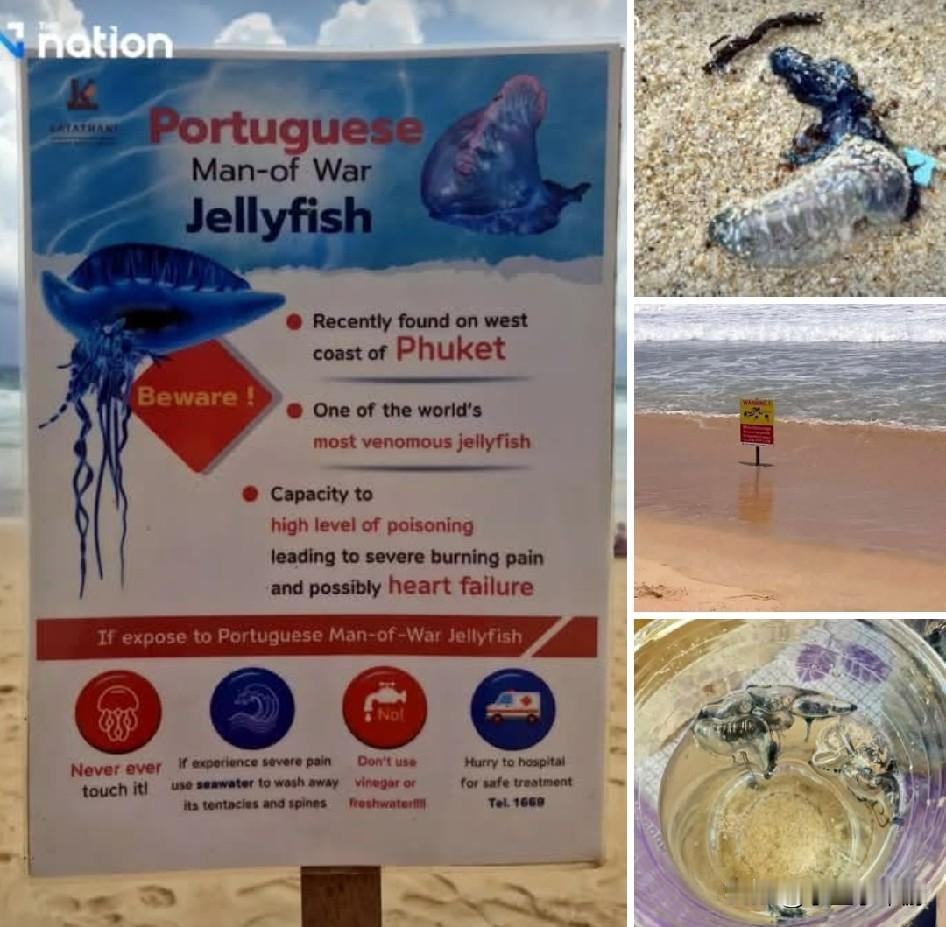 泰国普吉岛多个海滩近日发现剧毒僧帽水母（Portuguese man o’ wa