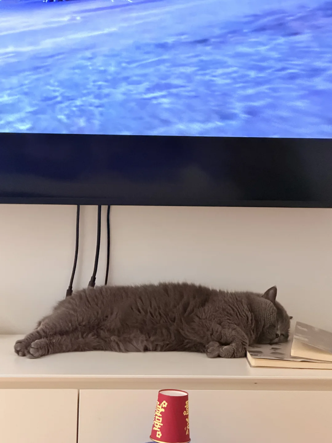 不懂就问 请问这是人类猫🐱嘛