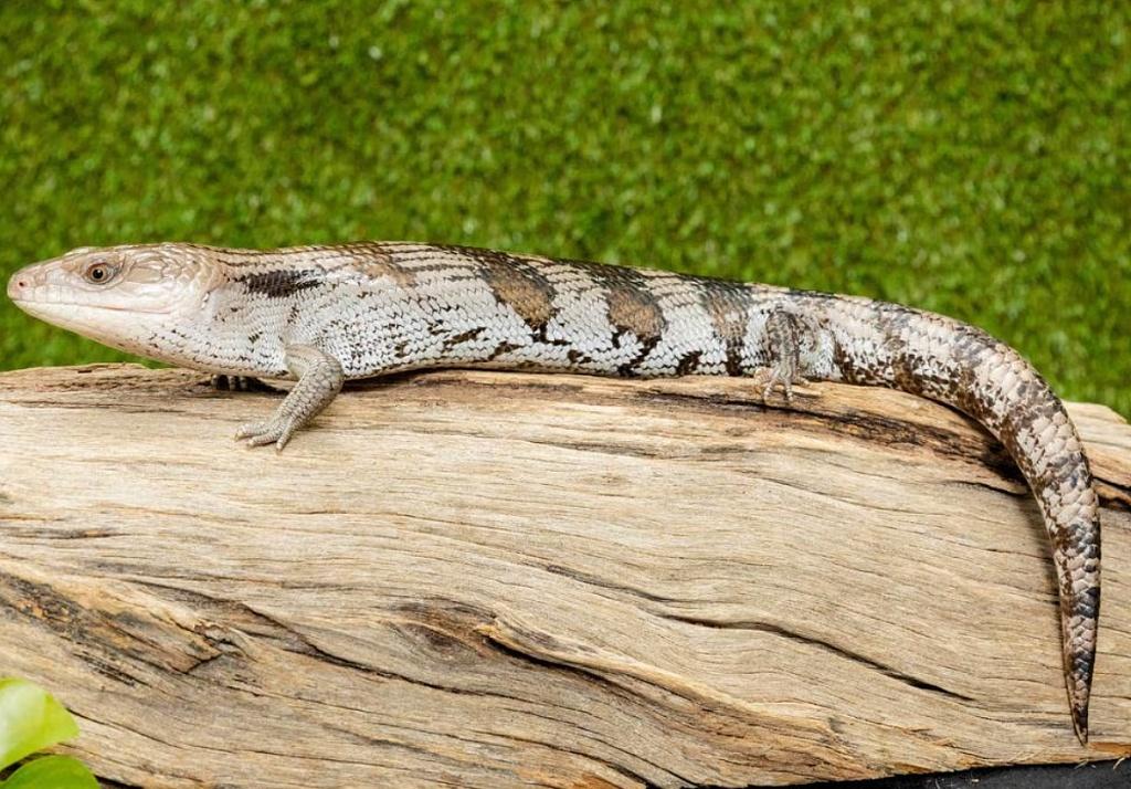 【澳华女为赚$1400“外快”，参与对华走私！最终躲过牢狱之灾，只因...】
因