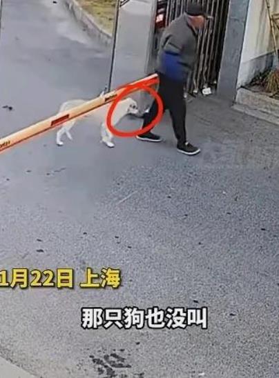 上海92岁老人被恶犬咬伤，外孙追到家里才找到主人。
 
恶狗伤人，对狗主人应追究