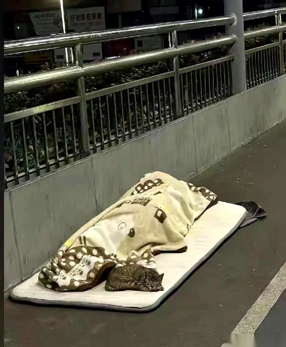 夜跑路上，小姐姐猛地刹住脚步。路灯下，一个流浪汉蜷在街边，脚边一团白色影子，是只