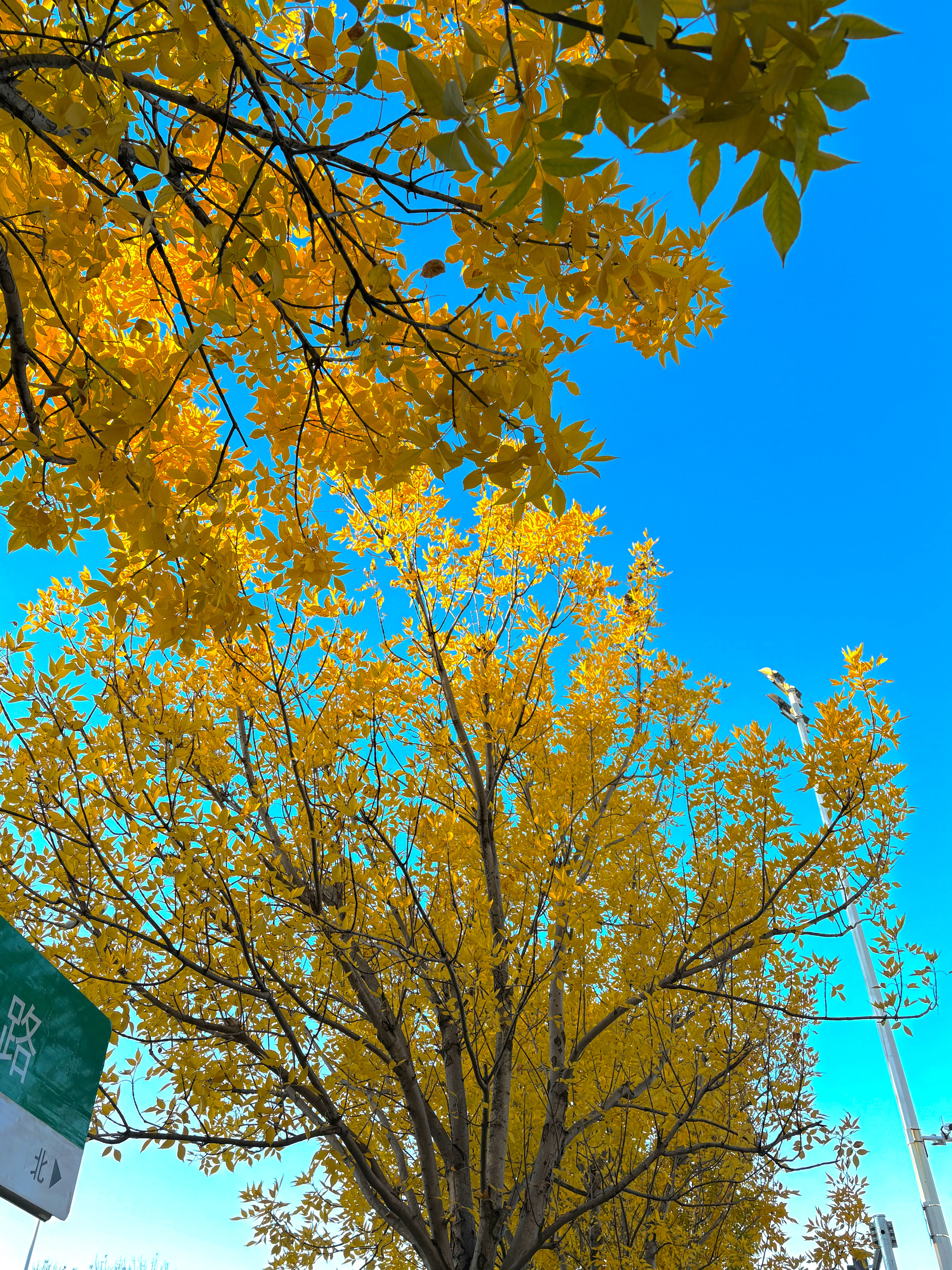 在这个落叶像雪的季节💛ྀི  ​​​