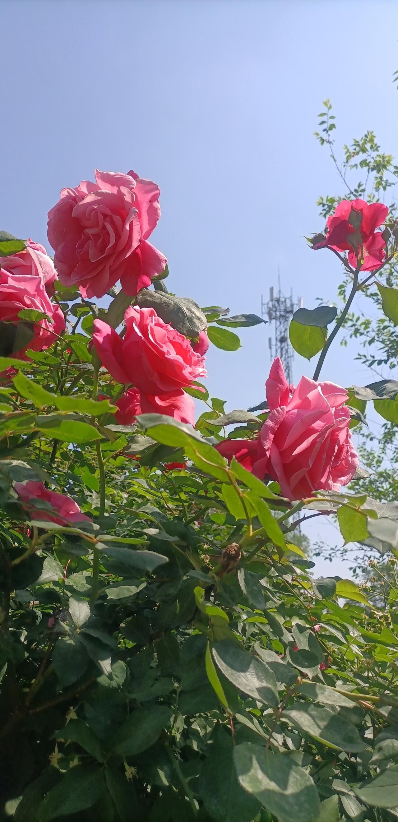 【春之韵·是花自然香】真心话茶局

是花自然香，
是爱自然长。

手机摄影 分享