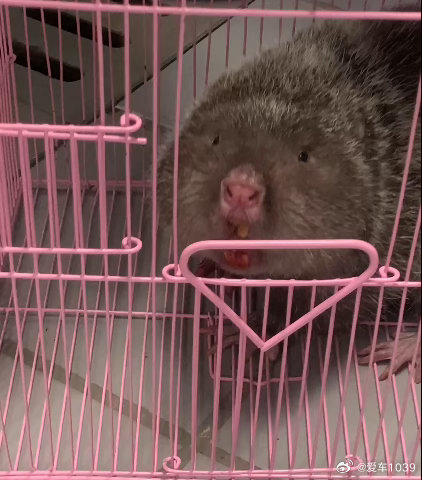 【爱车安全贴士 车里进了只“大耗子”！车主崩溃求助，消防员抓捕时手套都被咬穿了…