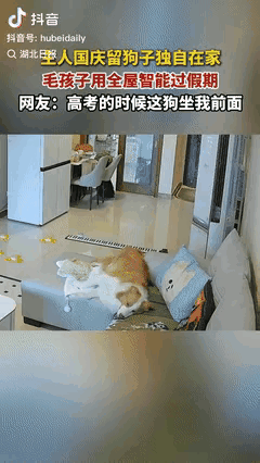 “成精了？”四川成都，女子国庆节出去玩，把自家宠物狗独留在家里，不料狗子把自己照