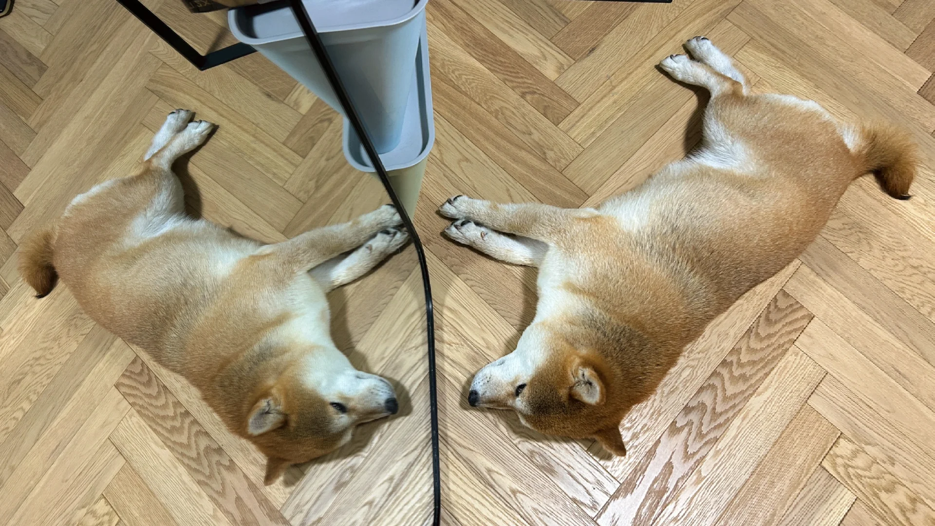 孤芳自赏