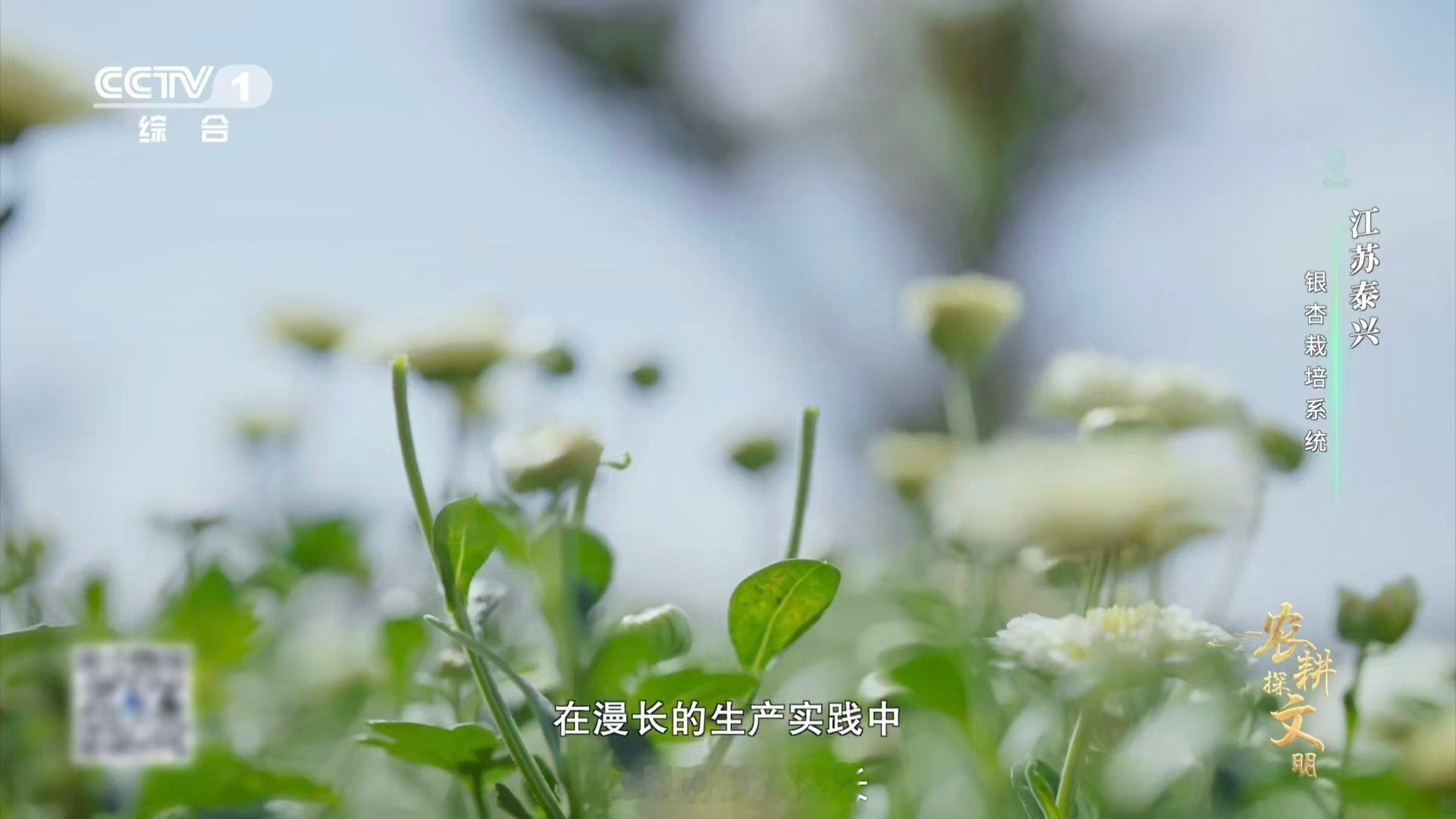 喂了银杏果鸡肉更鲜了 江苏泰兴人真有智慧！在银杏林下套种菊花、麦冬，发展林农复合