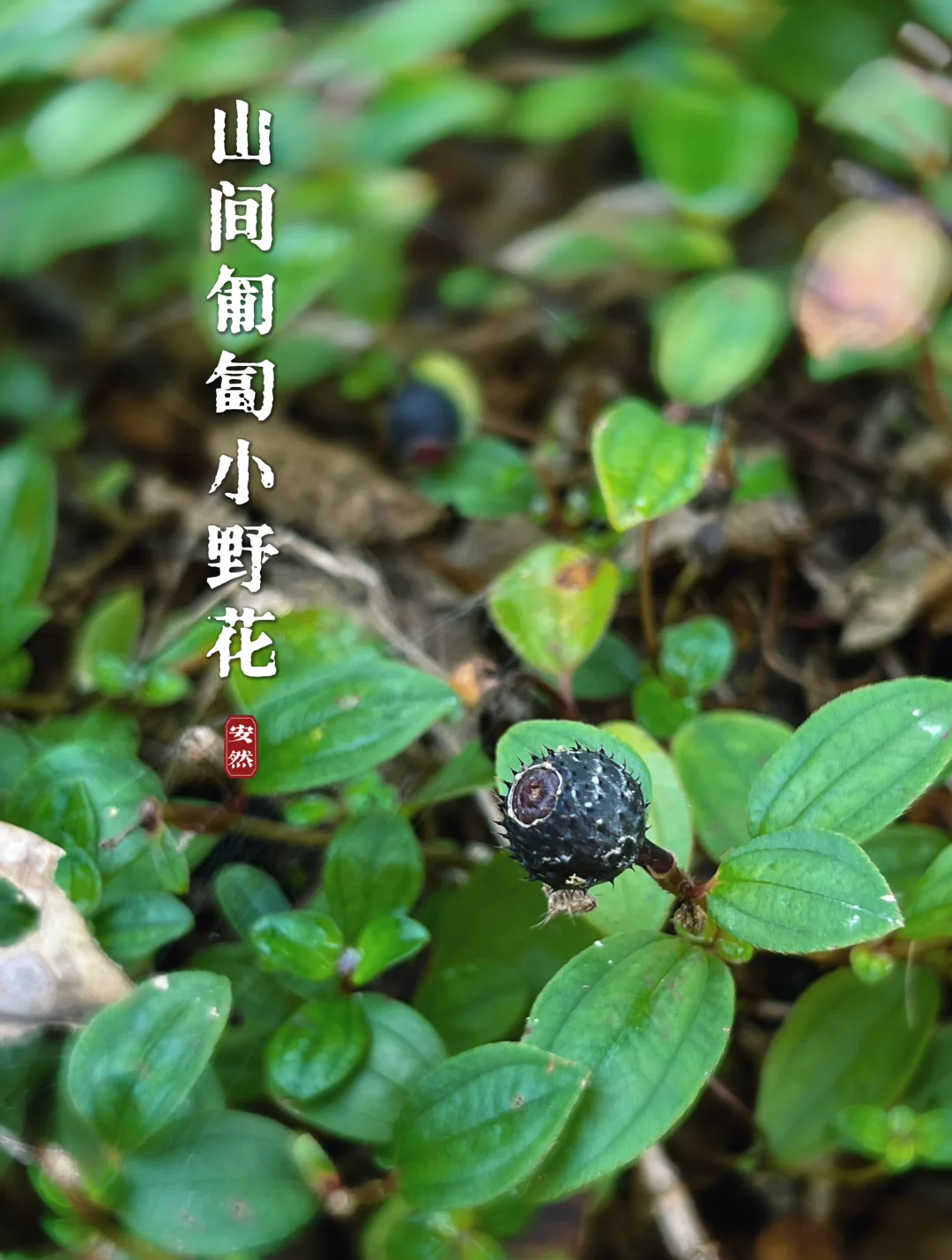 福州随拍 ｜山间匍匐的小野花——地棯