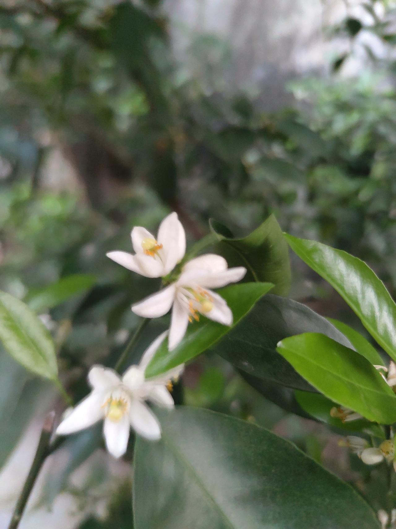 “春日里的白色精灵，绽放于绿叶之间”🌸🌿