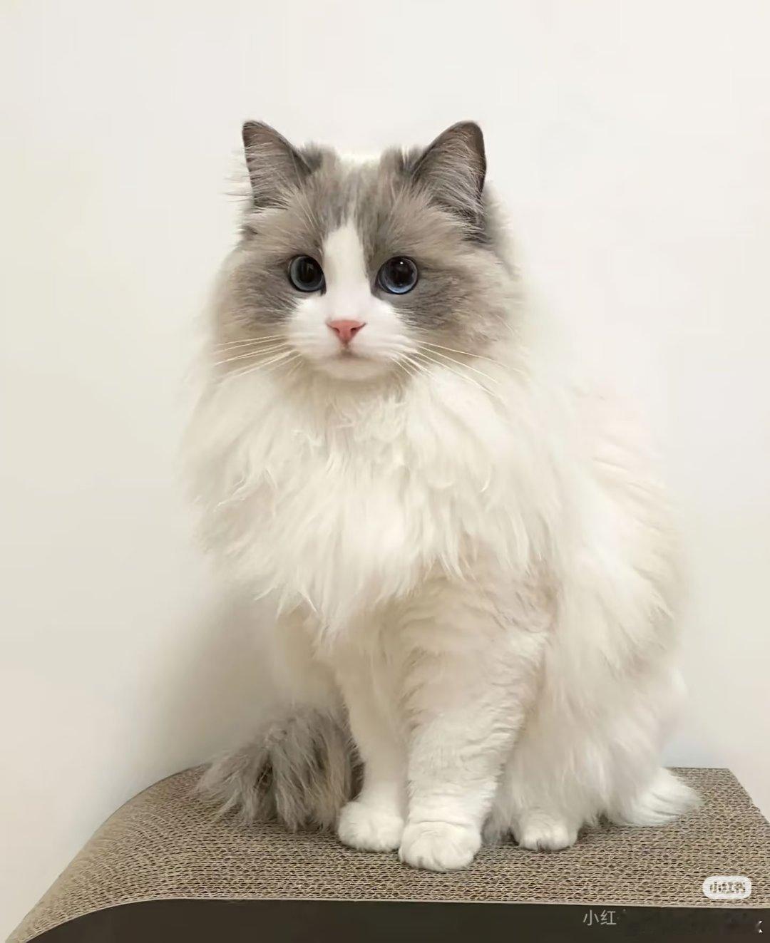 江南大学猫学长大赏 江大的猫学长各有性格，大橘慵懒，狸花灵动，三花乖巧。它们不吵