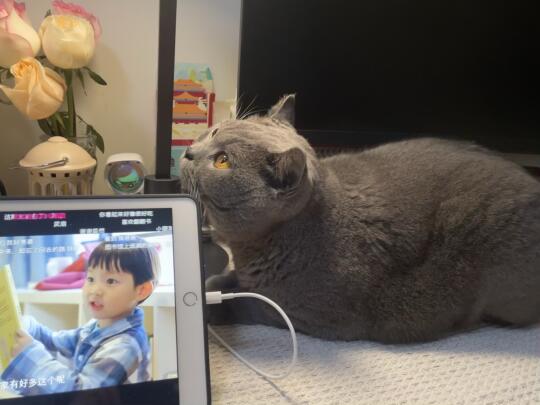 真的好爱我的小猫咪呀☺️😊
