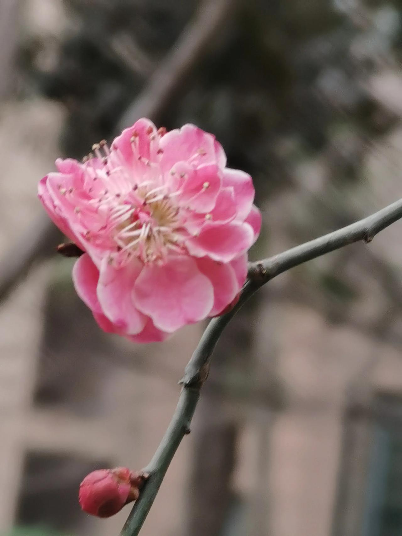 小区漫步所感所悟
今日乃农历二月初三，恰逢周末。清晨起身，便听闻窗外风声呼啸，窗