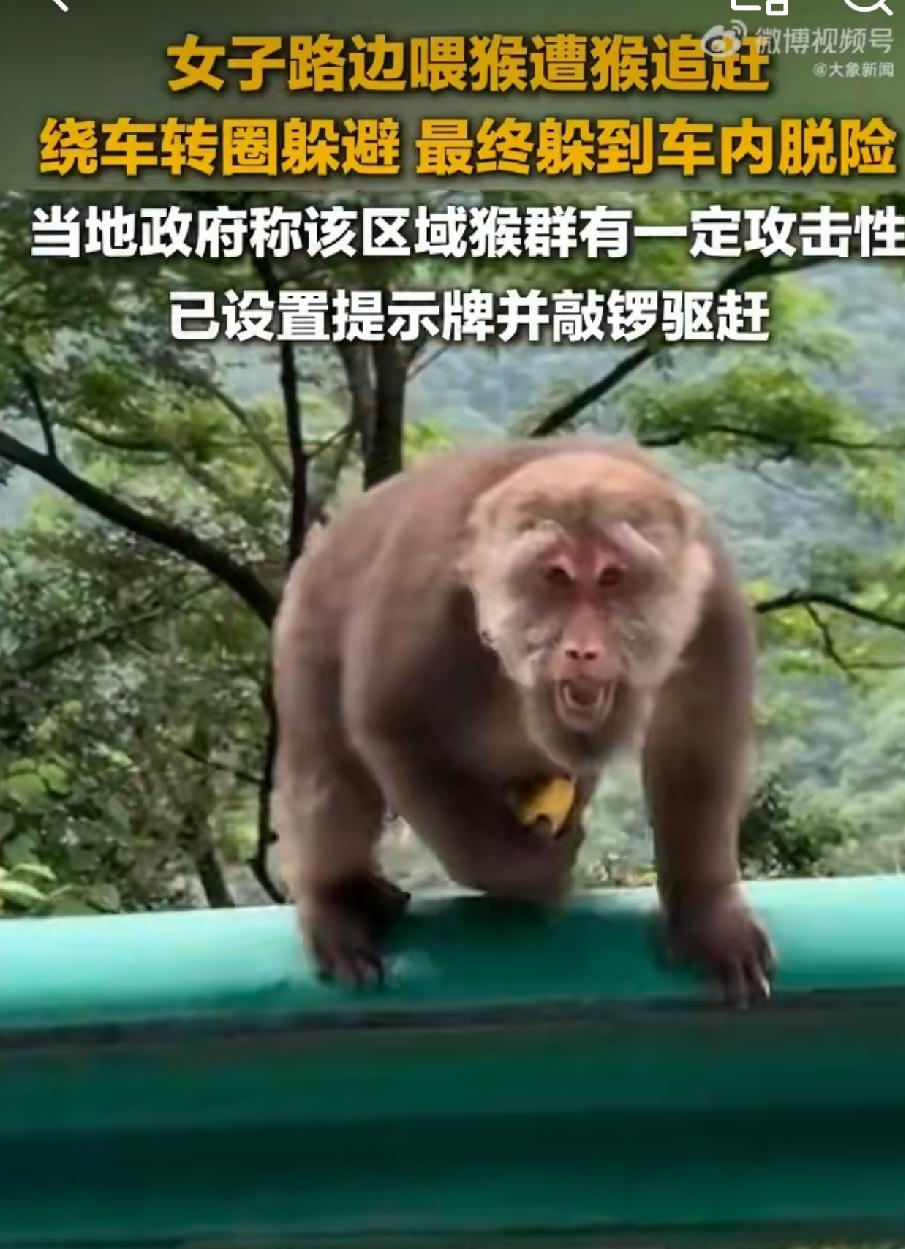 这女的出名了，好几个新闻报道，就因为被猴哥追着打，和猴子躲猫猫，围着车转，绕了好