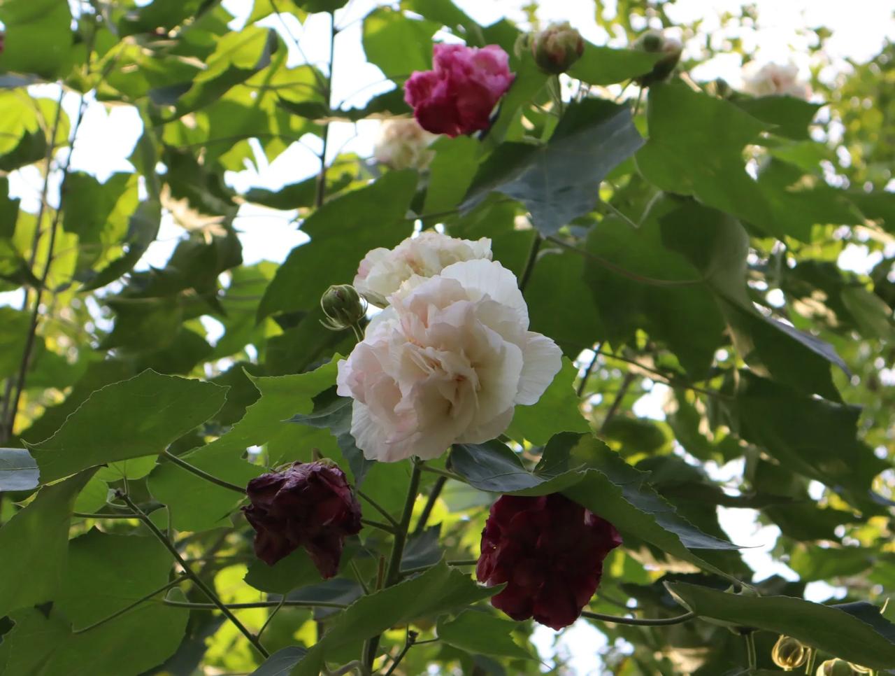 今天的美： 
​         今天的美，来自芙蓉花。
​         赏