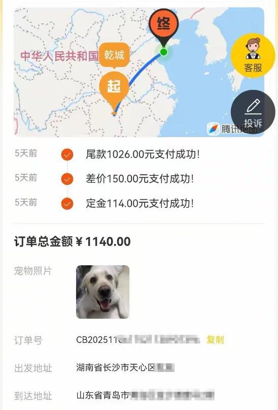 青岛丢的狗，居然在湖南长沙被找到了！那么远的距离，这只走丢几个月的拉布拉多居然没